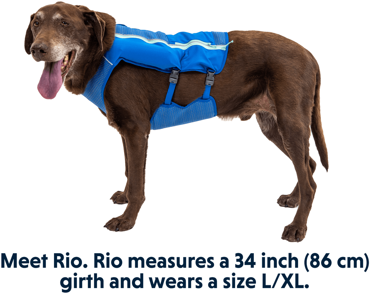 Trail Runner Running Vest koiran reppuliivi, keltainen, view: 9