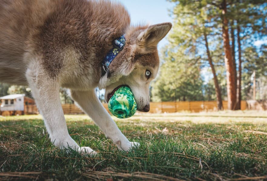 Morel koiran lelu, Moss Green, view: 2