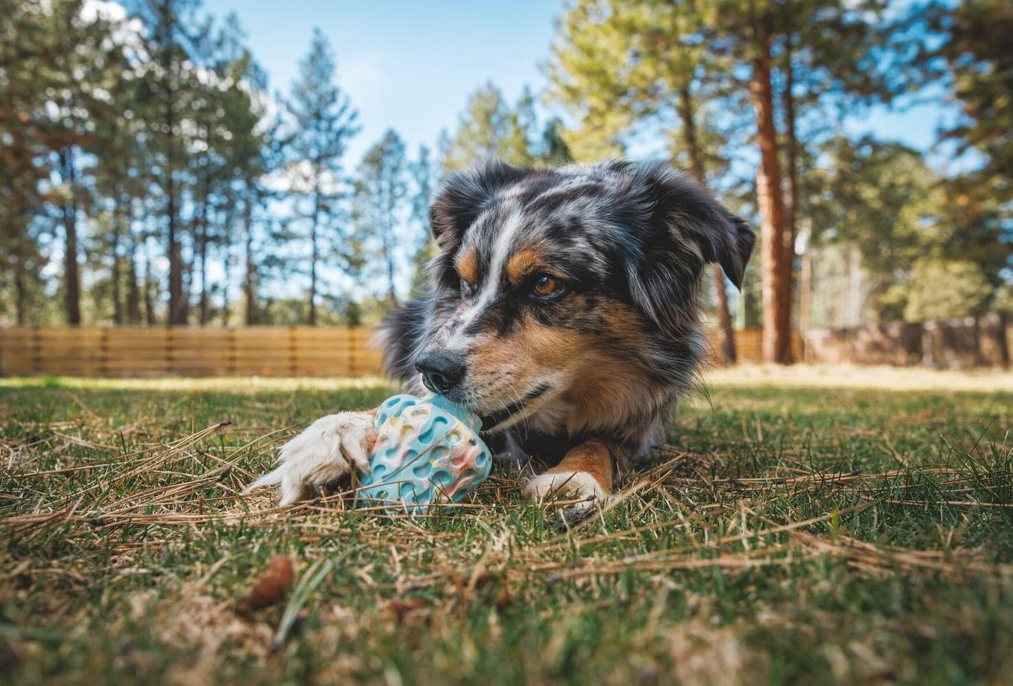 Morel koiran lelu, Gray Sky, view: 3