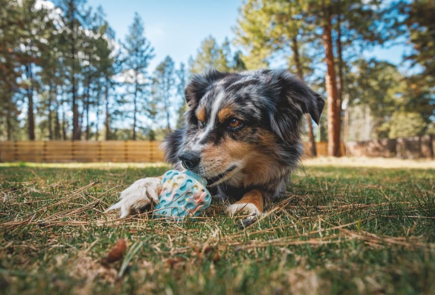 Morel koiran lelu, Gray Sky, view: 3