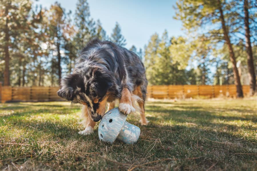 Porchini koiran lelu, Moss Green, view: 3