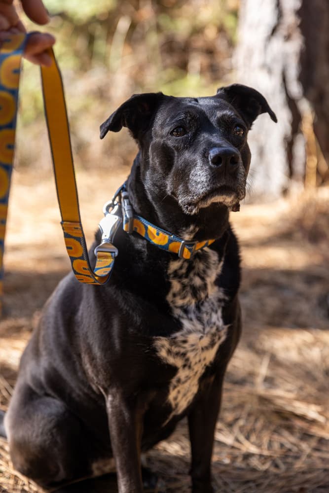 Crag Leash koiran talutushihna, Canyon Oxbow, view: 6