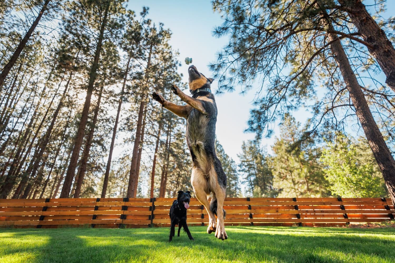 Toadstool koiran lelu, Moss Green, view: 5