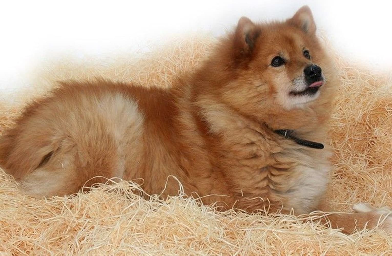 PehMusti koirankoppikuivike, 8 kg, view: 1