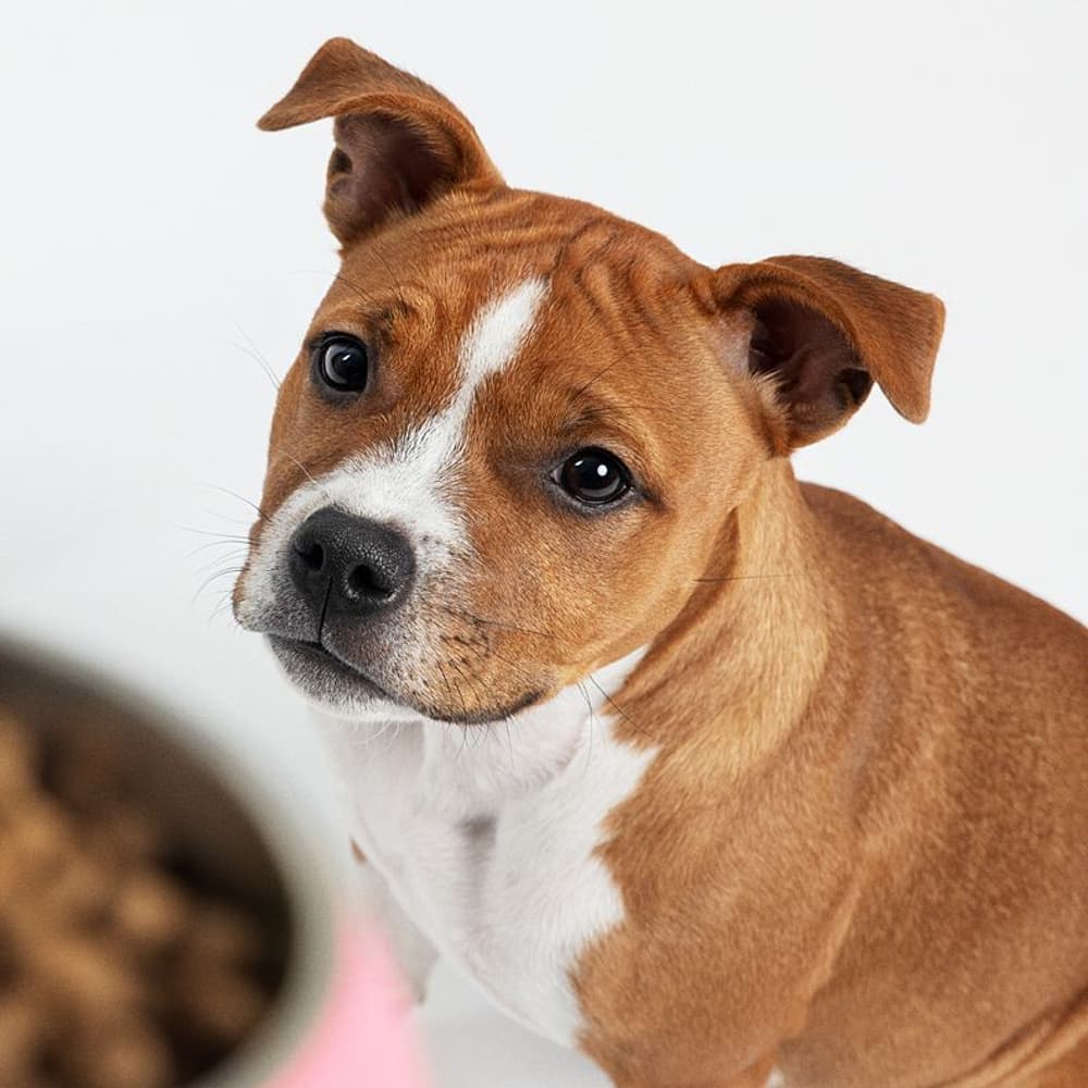 hyönteispohjainen ruoka kasvaville koirille, 5 kg, view: 1