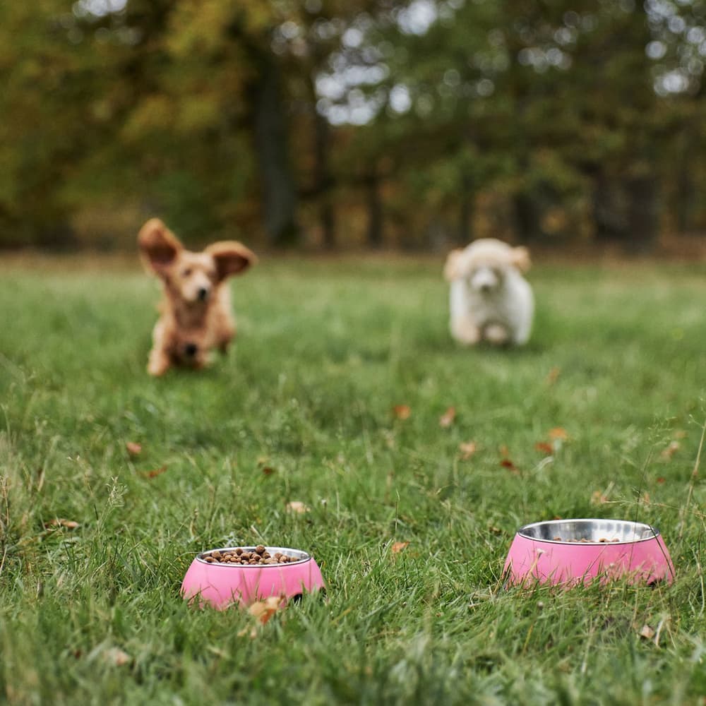 hyönteispohjainen ruoka kasvaville koirille, 5 kg, view: 3