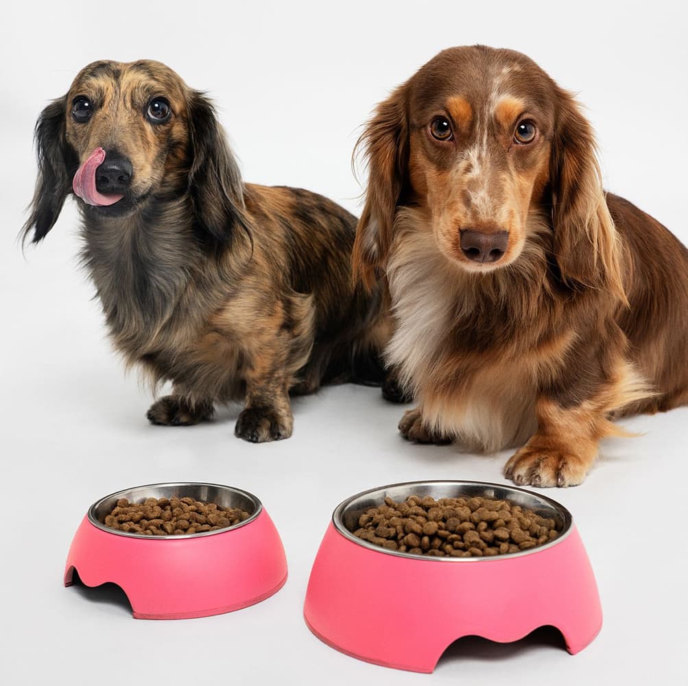 hyönteispohjainen ruoka kasvaville koirille, 5 kg, view: 2