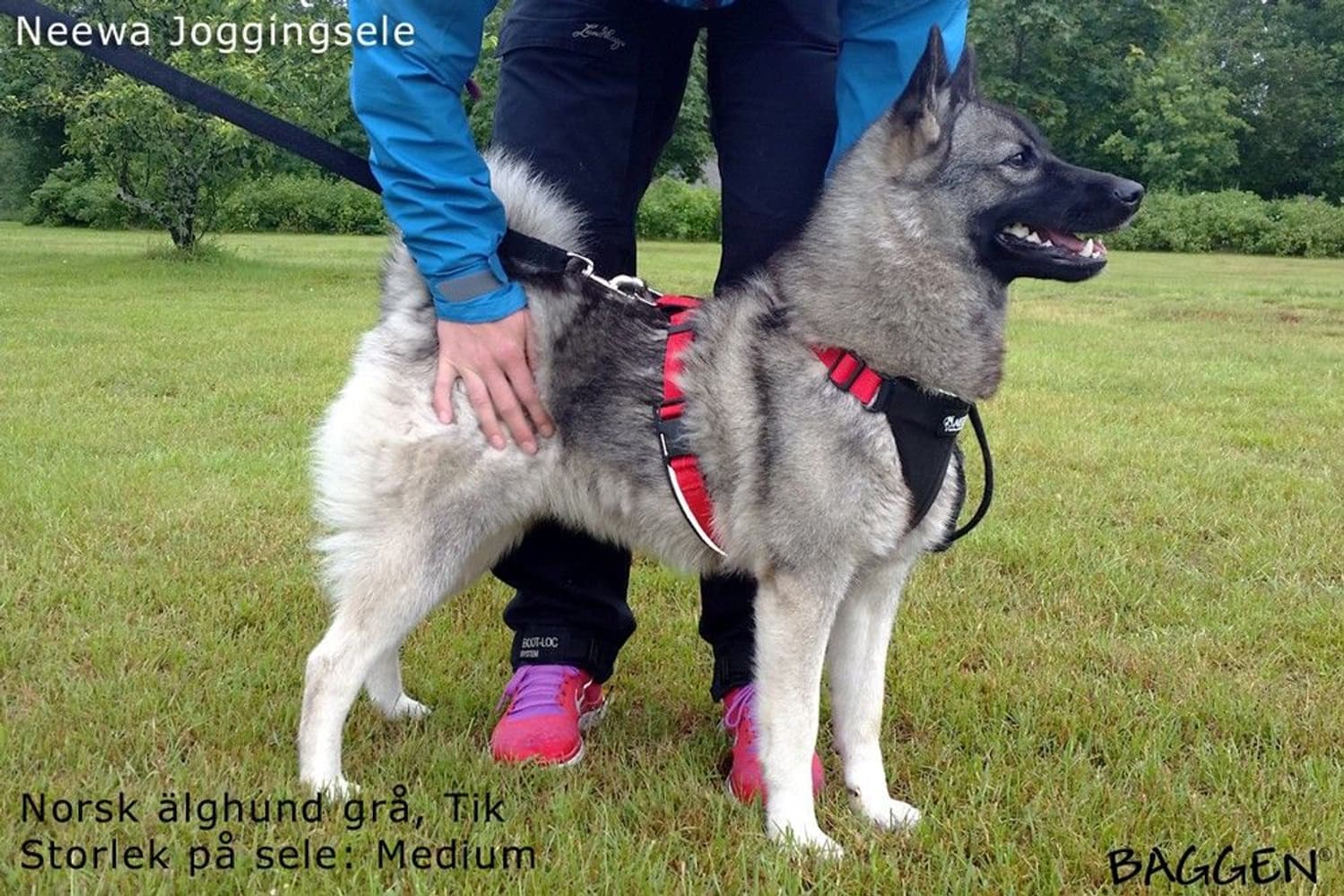 Running Harness Musta, view: 9