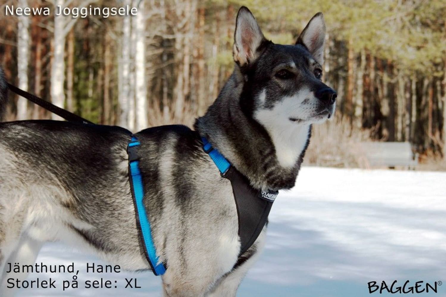 Running Harness Musta, view: 5