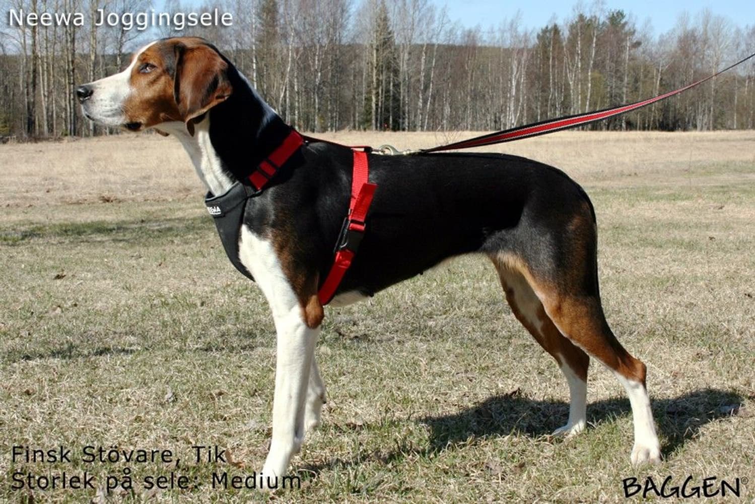 Running Harness Musta, view: 11