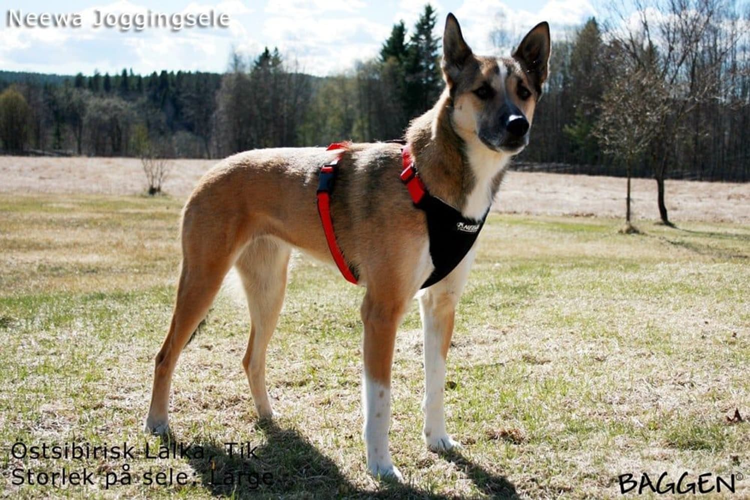 valjaat, punainen, view: 2