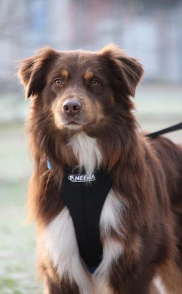 Running Harness Musta, view: 3