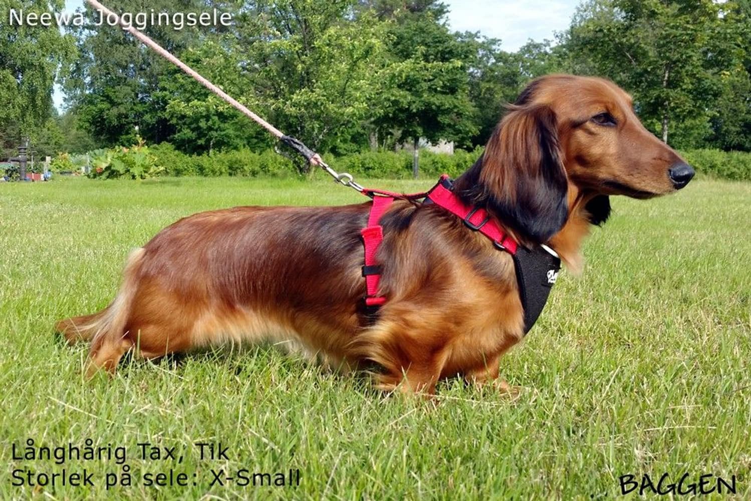 Running Harness Musta, view: 12