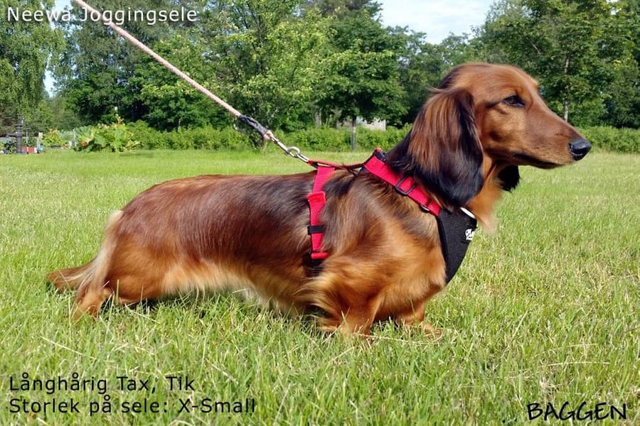 Running Harness Musta, view: 12