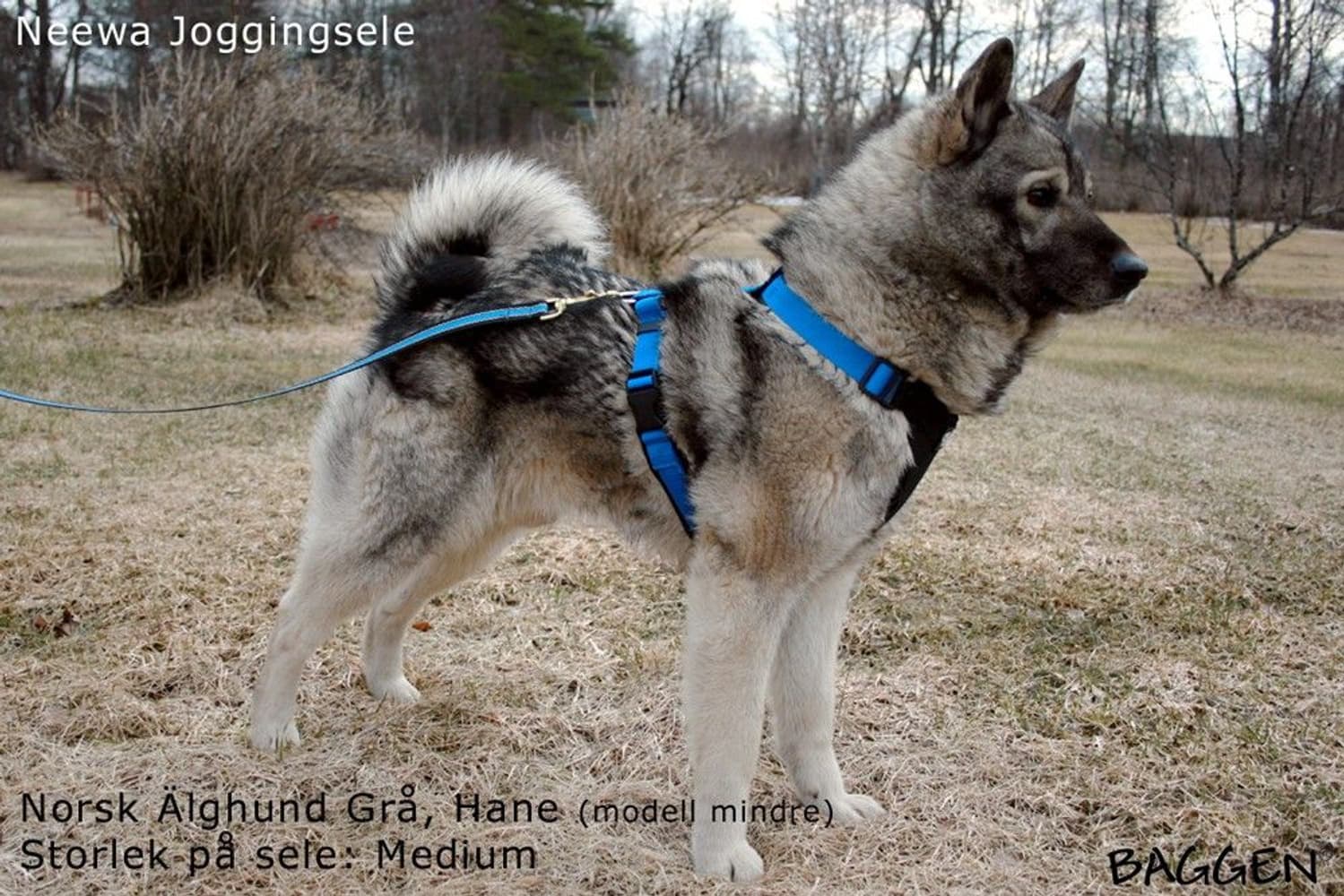 Running Harness Musta, view: 8