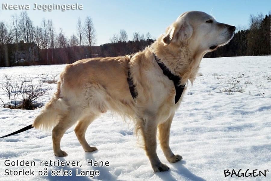 Running Harness Musta, view: 4