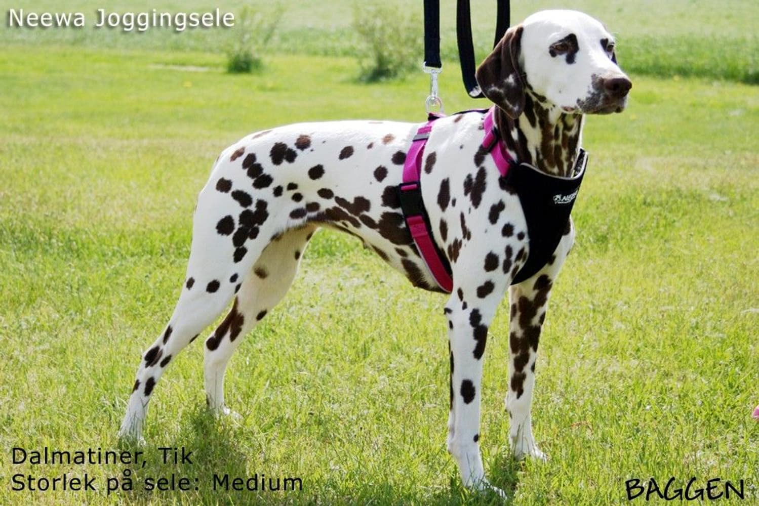 Running Harness Musta, view: 7