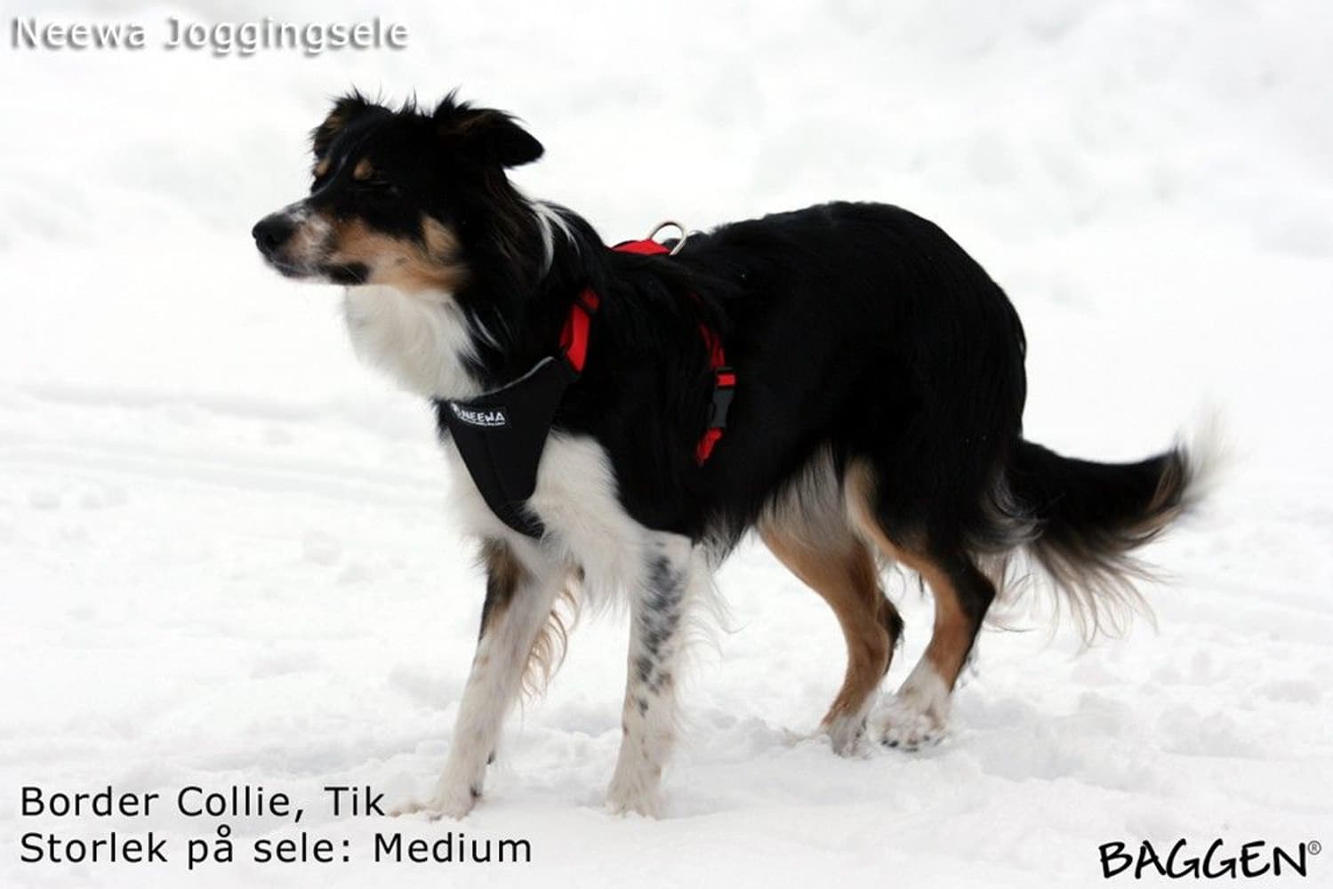 Running Harness Musta, view: 6