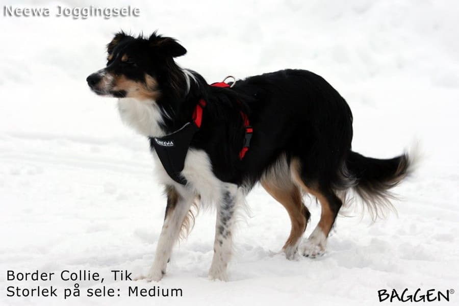 Running Harness Musta, view: 6