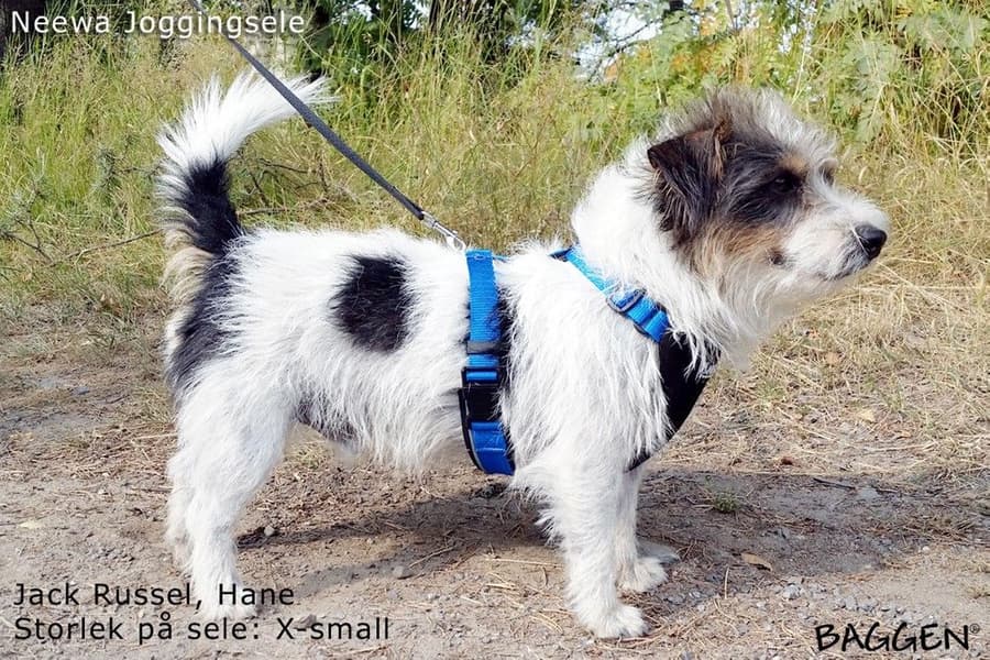 Running Harness Musta, view: 10