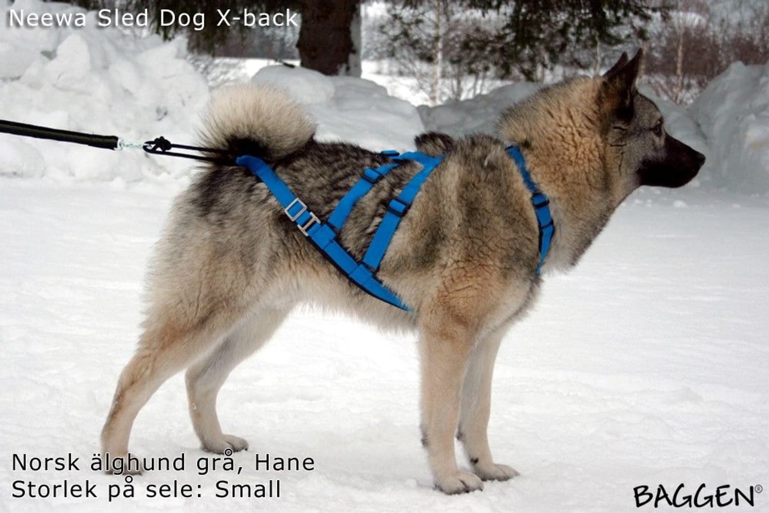 Sled dog X-back -vetovaljaat keltainen, view: 2