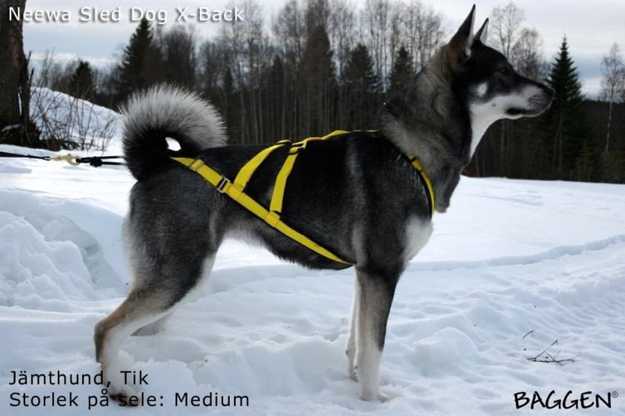 Sled dog X-back -vetovaljaat keltainen, view: 4