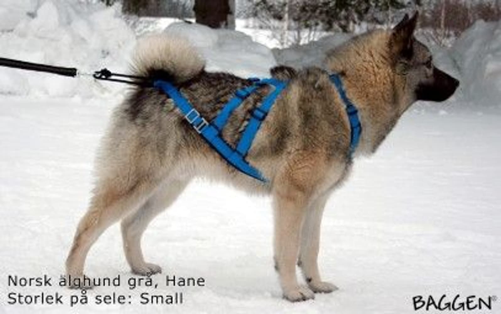 Sled Dog X-Back vetovaljaat, sininen, view: 1