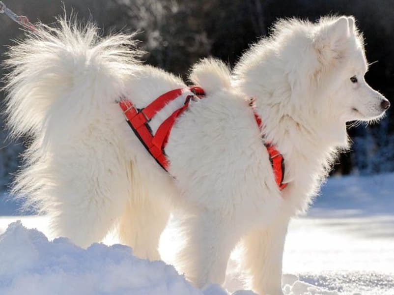 Sled Dog X-Back vetovaljaat, punainen, view: 1