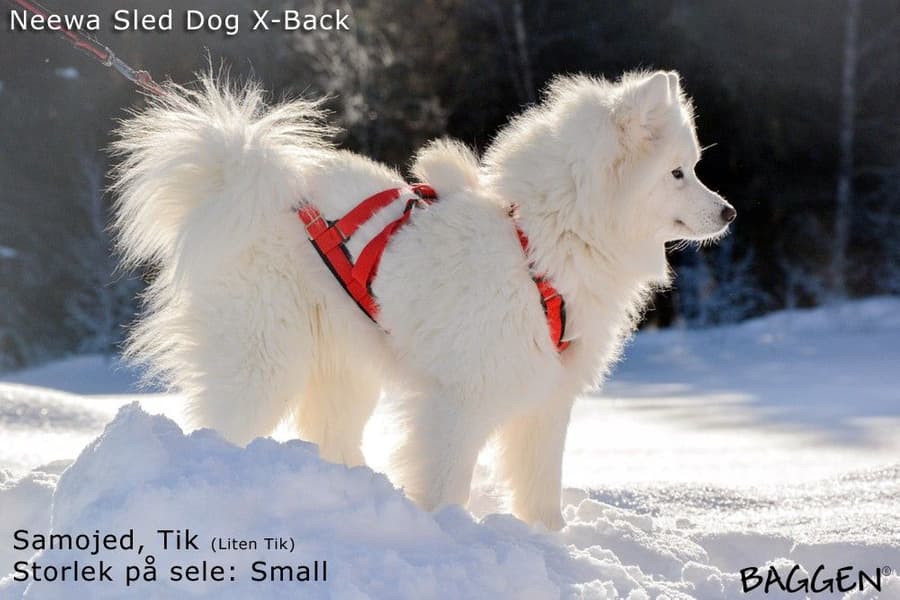 Sled dog X-back -vetovaljaat keltainen, view: 5