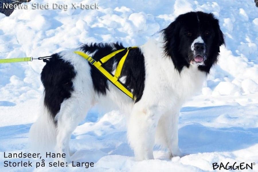 Sled dog X-back -vetovaljaat keltainen, view: 3