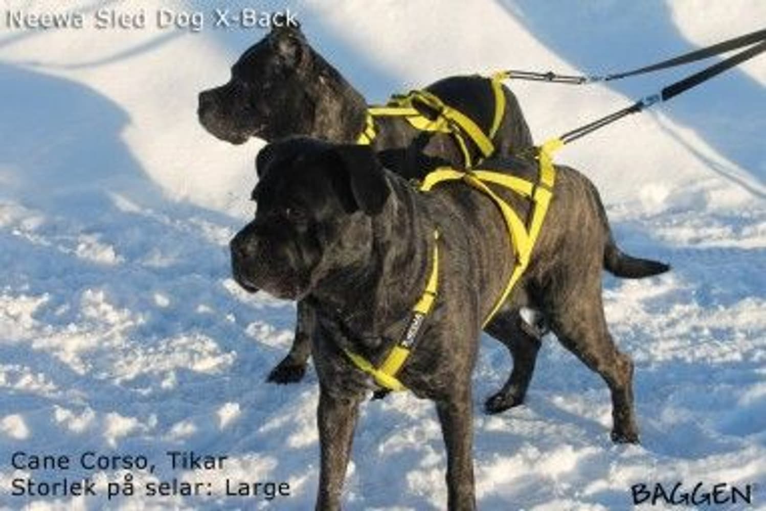 Sled Dog X-Back vetovaljaat, sininen, view: 3