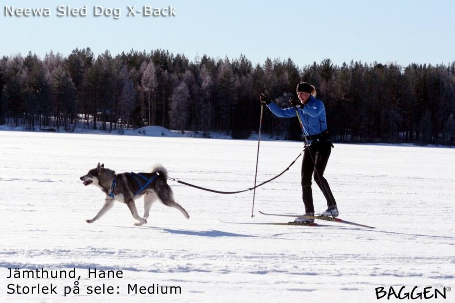Sled dog X-back -vetovaljaat keltainen, view: 1