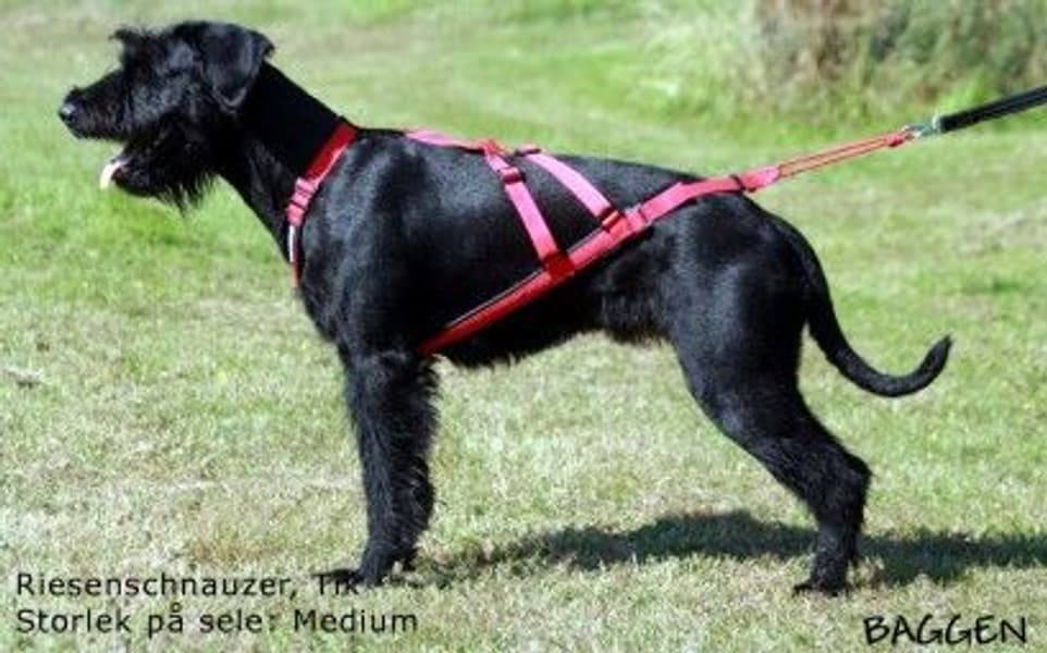 Sled Dog X-Back vetovaljaat, sininen, view: 2