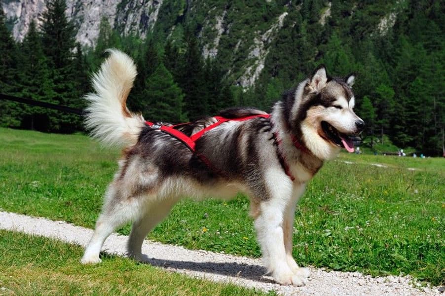 Sled Pro vetovaljaat punainen, view: 1