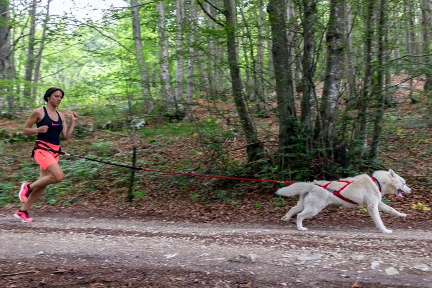 Racing Tug Line med Bungee 2,3m, view: 1