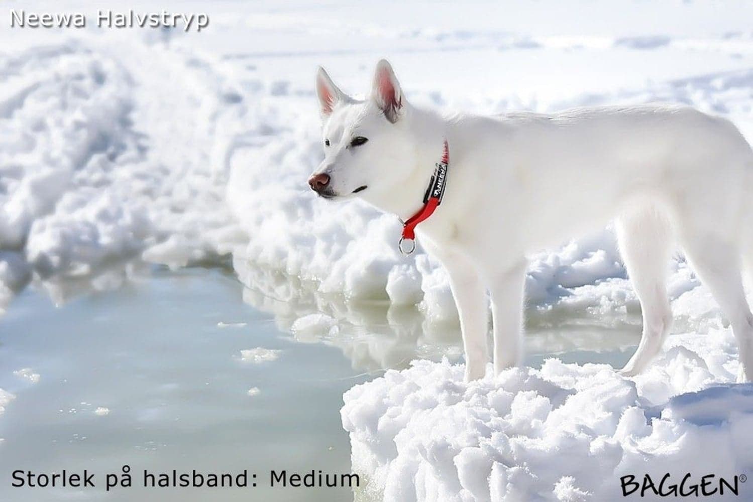 puolikuristuspanta, musta, view: 2