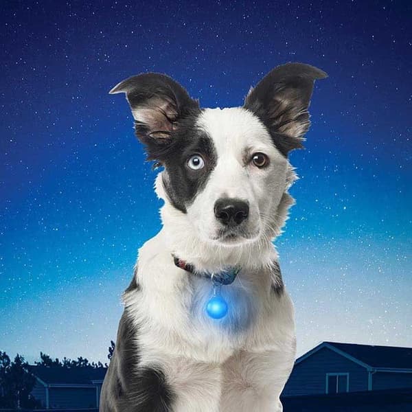 SpotLit Collar Light White, view: 4