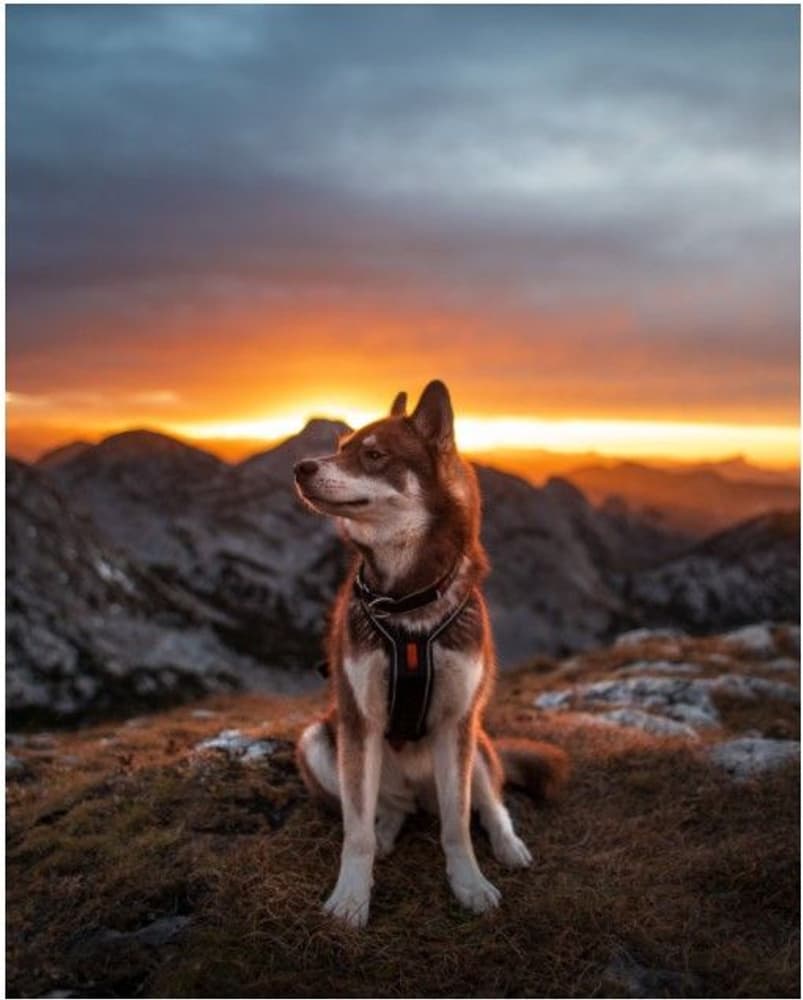 Non-stop Dogwear Polar -kaulapanta, view: 2