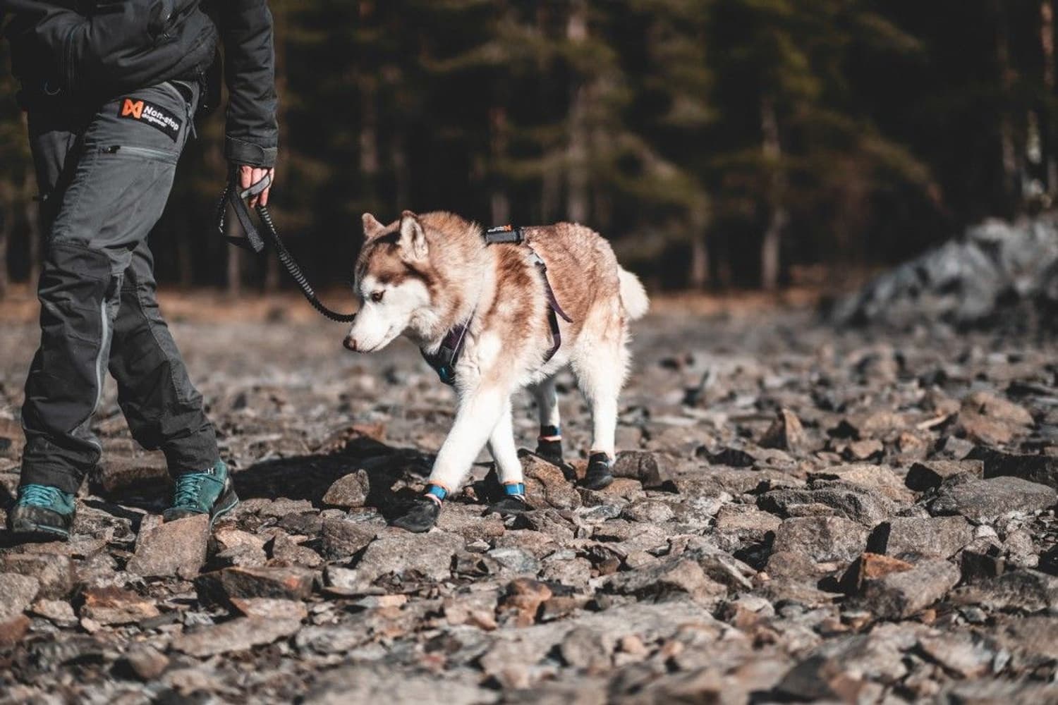 Non-stop Dogwear Protector koirantossut, 4kpl XL, view: 2