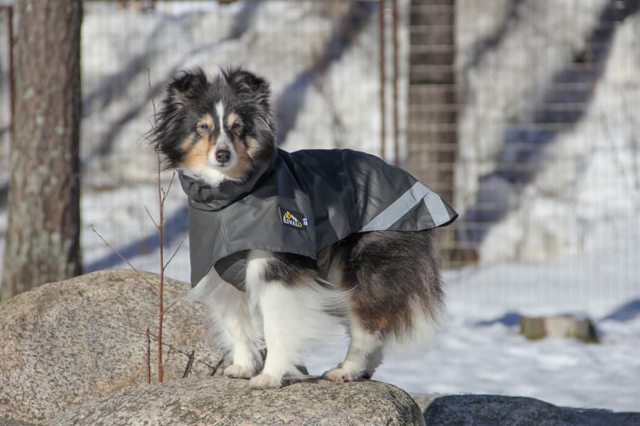 Niva Dog Raincoat koiran sadetakki, 40 cm, harmaa, view: 6