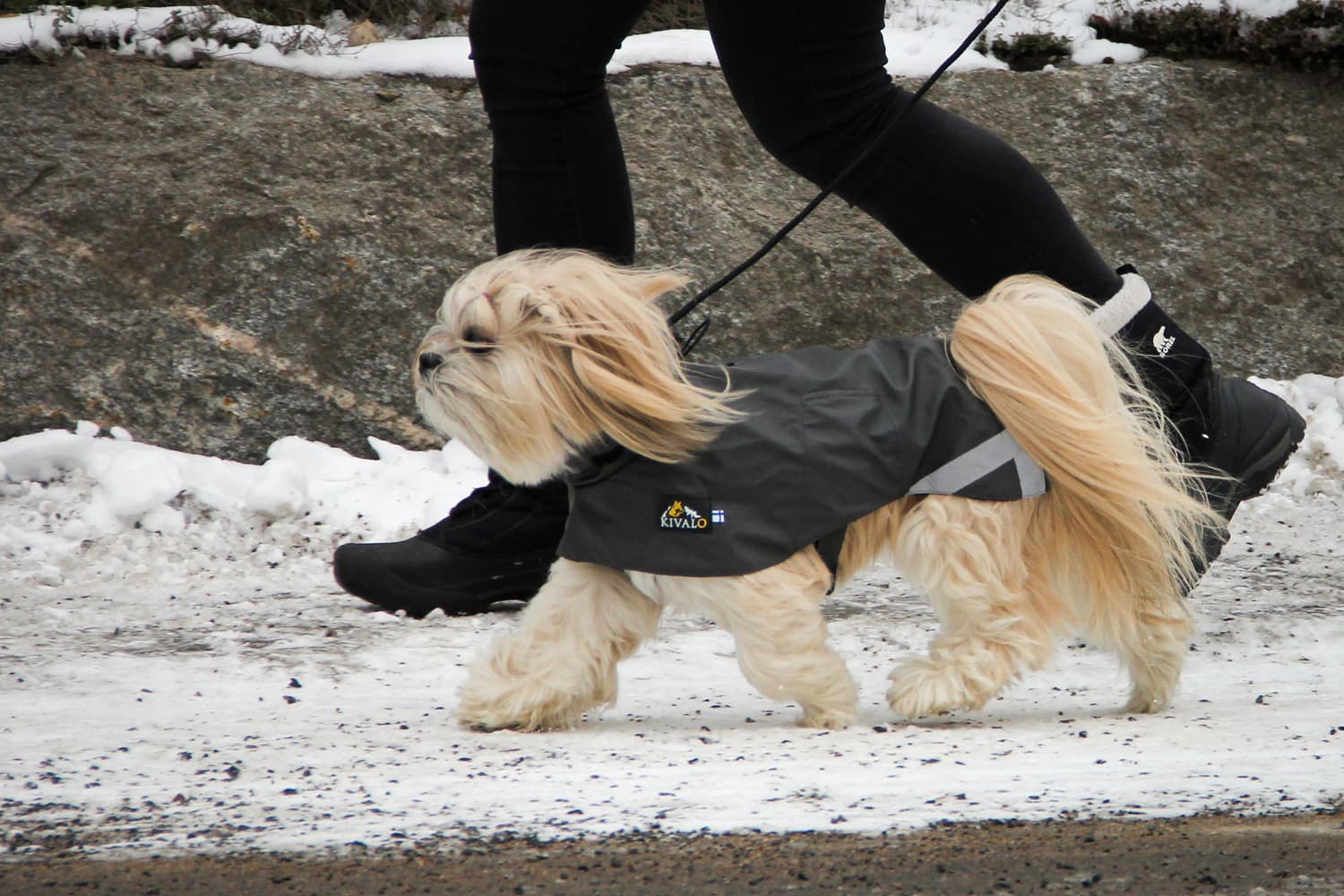 Niva Dog Raincoat koiran sadetakki, 35 cm, harmaa, view: 7