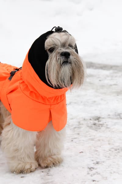 Ohto Dog Wind Jacket koiran tuulitakki, 50 cm, oranssi, view: 7