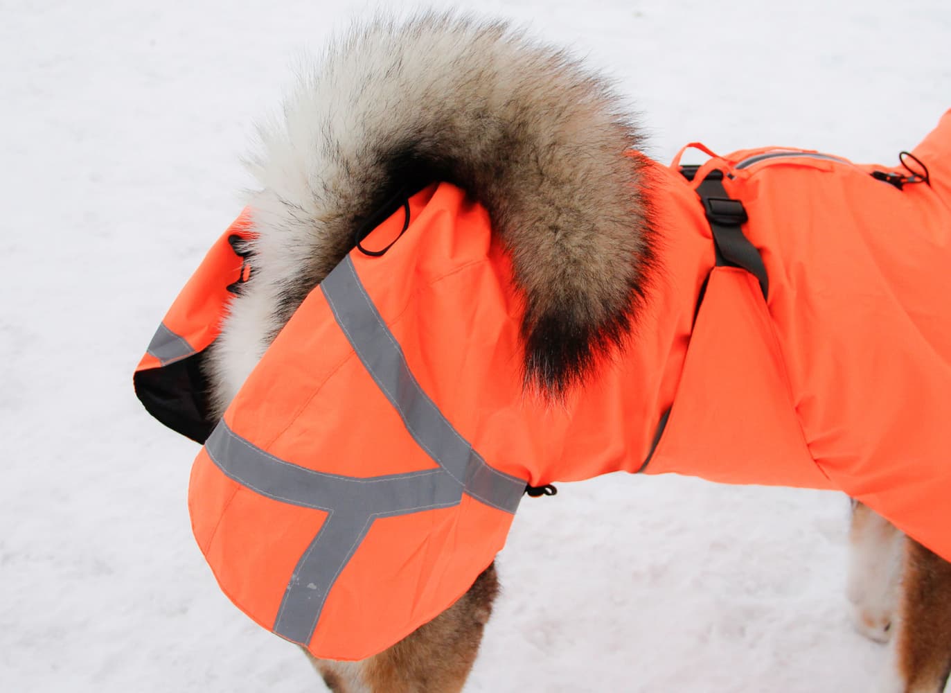 Ohto Dog Wind Jacket koiran tuulitakki, 35 cm, oranssi, view: 9