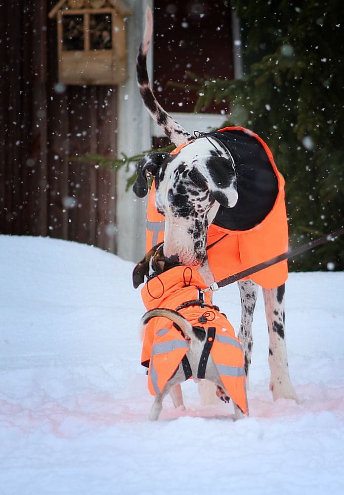 Ohto Dog Wind Jacket koiran tuulitakki, 35 cm, oranssi, view: 5