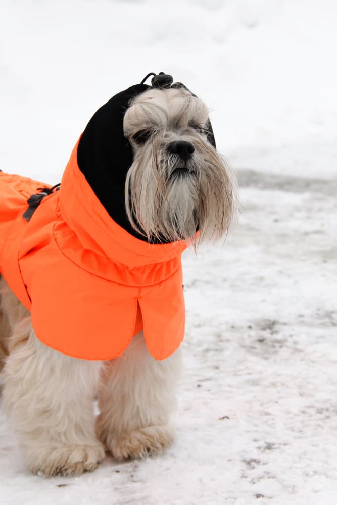 Ohto Dog Wind Jacket koiran tuulitakki, 35 cm, oranssi, view: 7