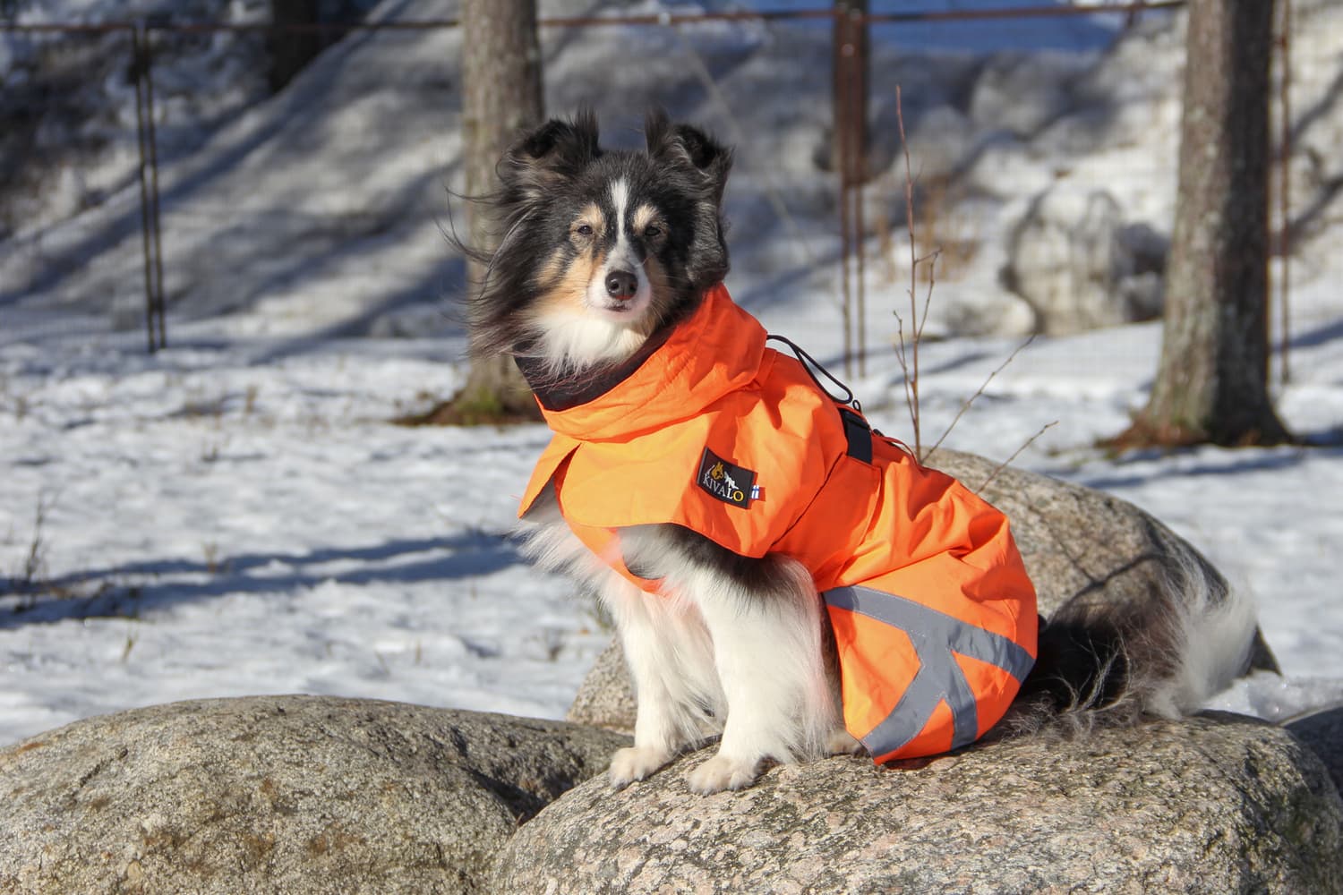 Ohto Dog Wind Jacket koiran tuulitakki, 35 cm, oranssi, view: 6