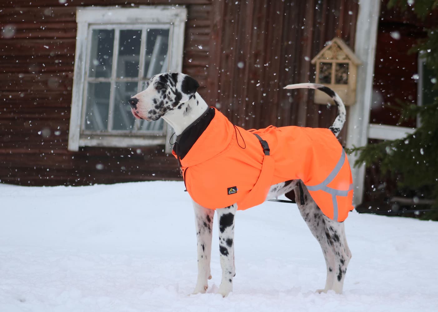 Ohto Dog Wind Jacket koiran tuulitakki, 35 cm, oranssi, view: 4