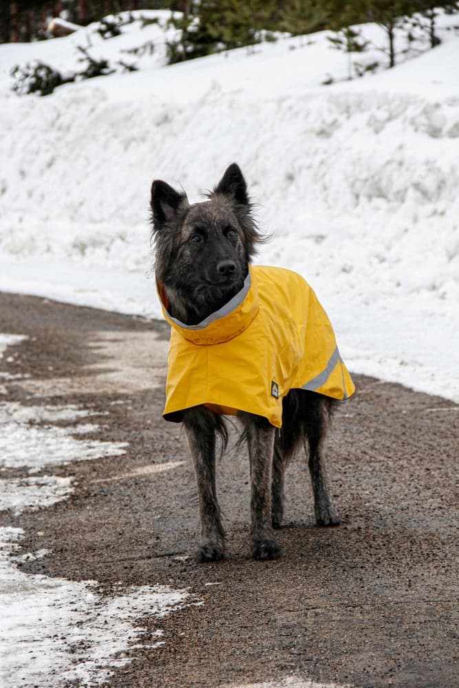 Niva Dog Raincoat koiran sadetakki, 45 cm, keltainen, view: 4