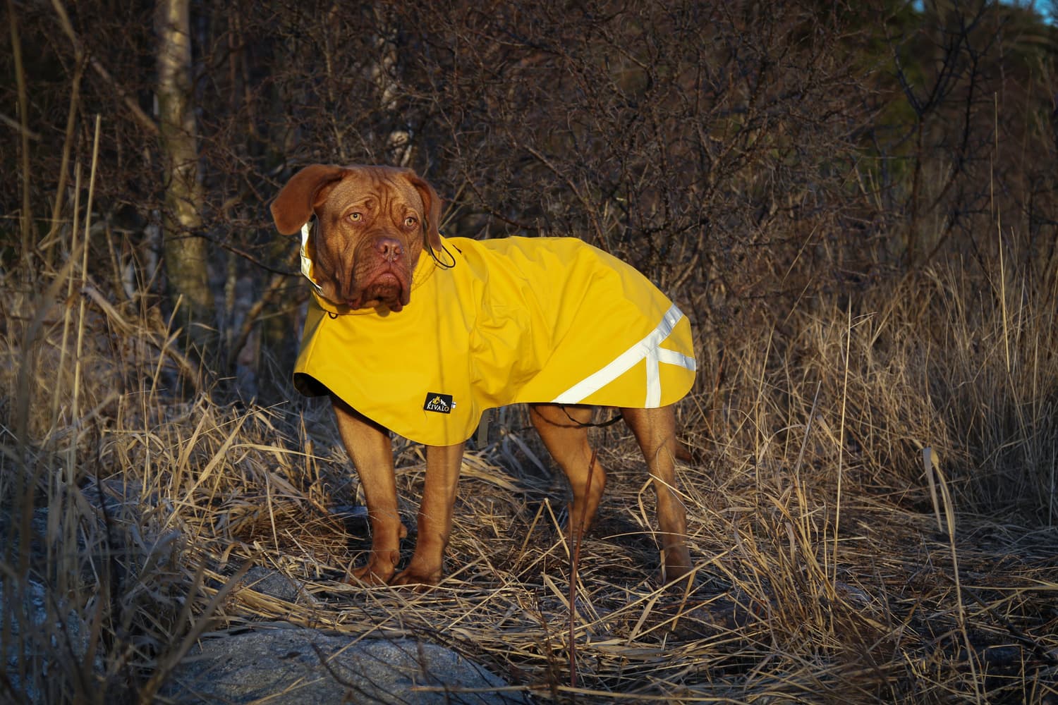 Niva Dog Raincoat koiran sadetakki, 45 cm, keltainen, view: 3