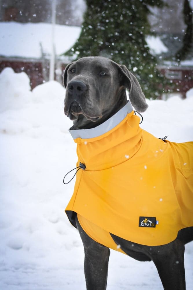 Niva Dog Raincoat koiran sadetakki, 45 cm, keltainen, view: 5
